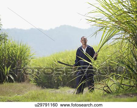 Stock Image - Worker With Sugar Cane And Machete. Fotosearch