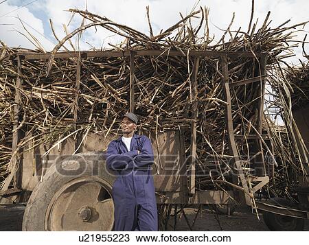 Stock Image - Worker With Truck Of Sugar Cane. Fotosearch