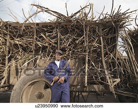 Worker With Truck Of Sugar Cane View Large Photo Image Stock Image - Worker With Truck Of Sugar Cane. Fotosearch