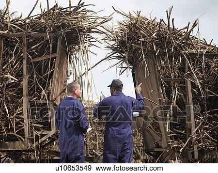 Workers Discussing Sugar Cane View Large Photo Image Stock Photo - Workers Discussing Sugar Cane. Fotosearch