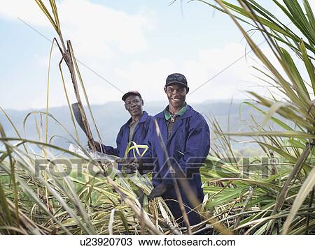 Stock Image - Workers Harvesting Sugar Cane. Fotosearch