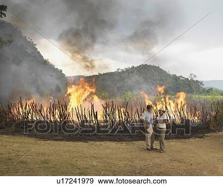 Stock Photo - Workers In Front Of Burning Sugar Cane. Fotosearch