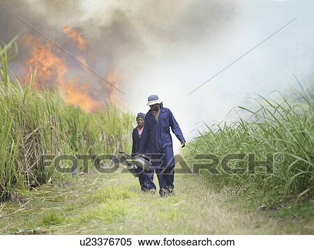 Stock Photography - Workers In Sugar Cane Field With Fire. Fotosearch