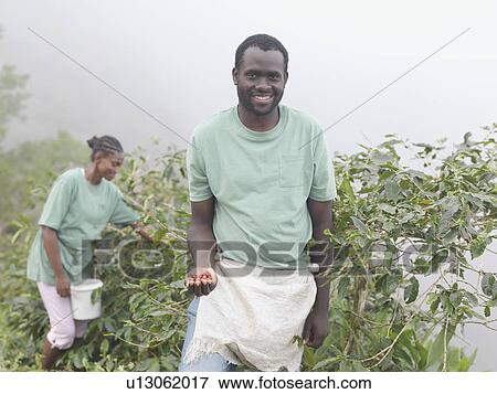 Stock Photo - Workers Picking Coffee Beans. Fotosearch