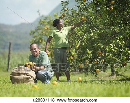 Workers Picking Oranges View Large Photo Image Stock Photo - Workers Picking Oranges. Fotosearch