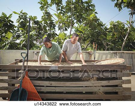 Workers Sorting Coffee Beans View Large Photo Image Stock Image - Workers Sorting Coffee Beans. Fotosearch