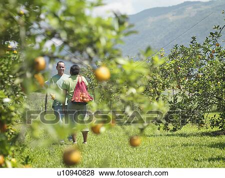 Workers Talking In Orange Grove View Large Photo Image Stock Photo - Workers Talking In Orange Grove. Fotosearch