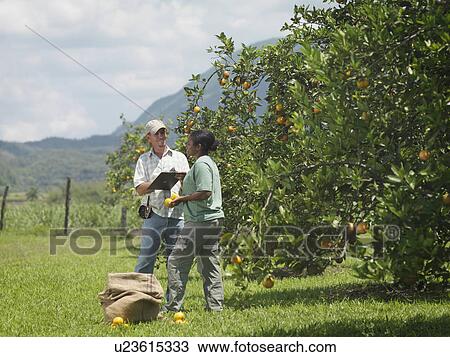 Workers With Clipboard In Orange Groves View Large Photo Image Stock Image - Workers With Clipboard In Orange Groves. Fotosearch