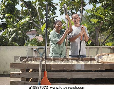 Stock Image - Workers With Coffee Beans. Fotosearch