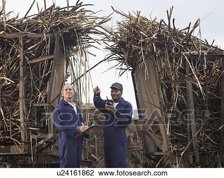 Workers With Harvested Sugar Cane View Large Photo Image Stock Image - Workers With Harvested Sugar Cane. Fotosearch