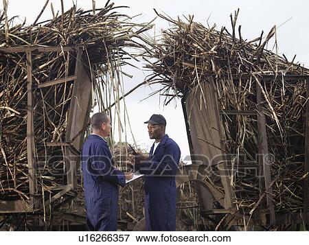 Stock Photo - Workers With Harvested Sugar Cane. Fotosearch