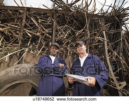 Stock Image - Workers With Truck Of Sugar Cane. Fotosearch