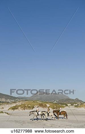 3 people riding horses on the beach View Large Photo Image Stock Photo - 3 people riding horses on the beach. Fotosearch