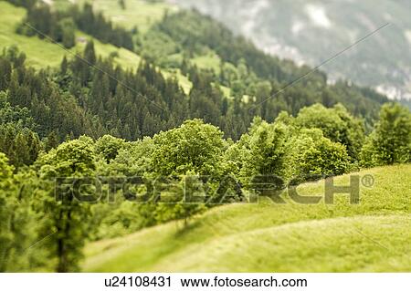 Aerial view of trees on hillside View Large Photo Image Stock Image - Aerial view of trees on hillside. Fotosearch
