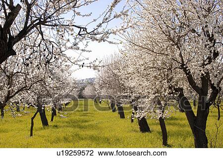 Almond orchard in bloom View Large Photo Image Stock Image - Almond orchard in bloom. Fotosearch