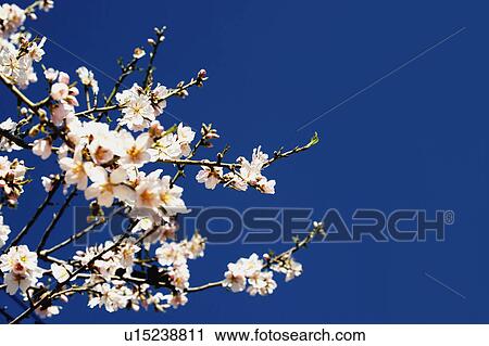 Stock Image - An Almond tree in bloom against the sky. Fotosearch