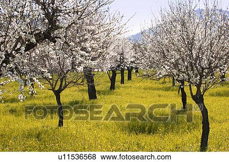 Stock Photo - An Almond tree orchard in bloom. Fotosearch