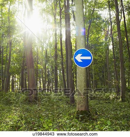 Stock Image - Arrow road sign on tree. Fotosearch
