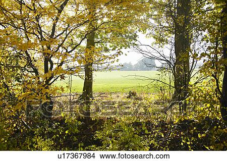 Picture - Autumn landscape of fields and trees. Fotosearch