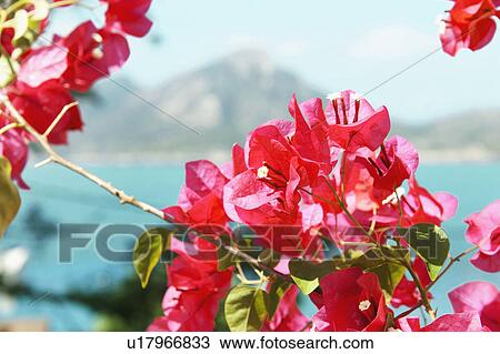 Bougainvillea flowering with sea behind View Large Photo Image Stock Image - Bougainvillea flowering with sea behind. Fotosearch