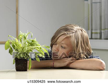 Boy studying plant View Large Photo Image Stock Photography - Boy studying plant. Fotosearch