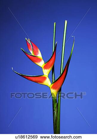 Stock Photo - Close up of bird of paradise flower. Fotosearch