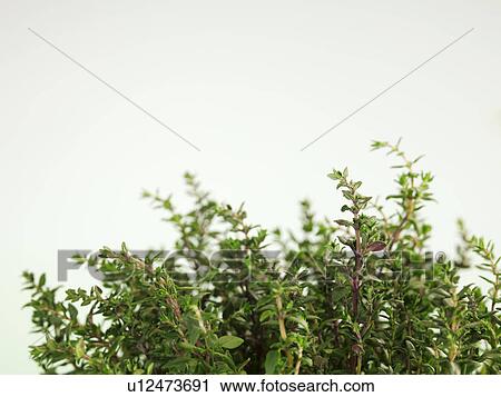 Close up of herbs View Large Photo Image Stock Image - Close up of herbs. Fotosearch