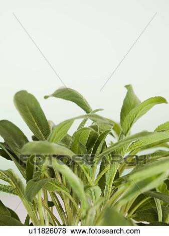 Stock Photo - Close up of herbs. Fotosearch