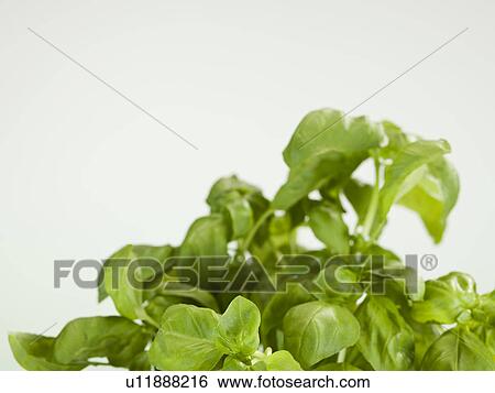 Stock Photograph - Close up of herbs. Fotosearch