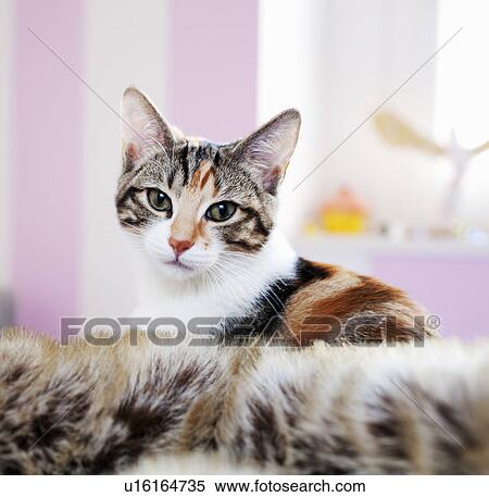 Close up of kitten’s face View Large Photo Image Stock Photography - Close up of kitten’s face. Fotosearch