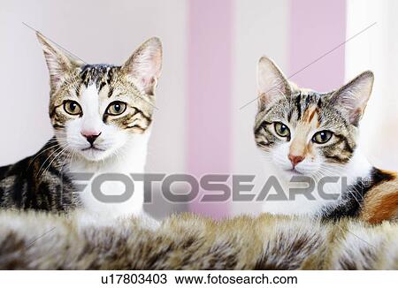 Stock Image - Close up of kittens’ faces. Fotosearch