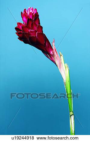 Close up of red ginger flower View Large Photo Image Stock Photo - Close up of red ginger flower. Fotosearch