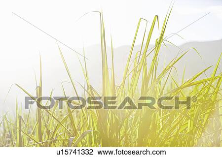 Close up of sugar cane plants View Large Photo Image Stock Image - Close up of sugar cane plants. Fotosearch