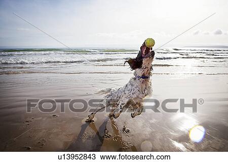 Dog catching tennis ball on beach View Large Photo Image Stock Image - Dog catching tennis ball on beach. Fotosearch