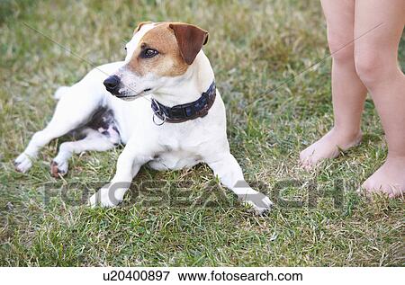 Dog laying in the garden, baby standing View Large Photo Image Stock Photo - Dog laying in the garden, baby standing. Fotosearch