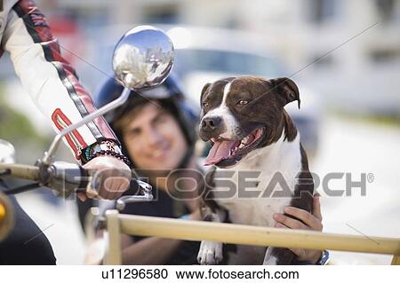 Dog on a motorbike View Large Photo Image Stock Image - Dog on a motorbike. Fotosearch