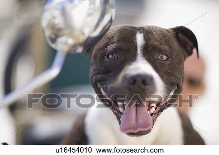 Dog on motorbike View Large Photo Image Stock Image - Dog on motorbike. Fotosearch
