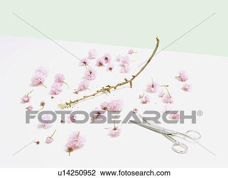 Stock Image - flowers cut from branch with scissors. Fotosearch