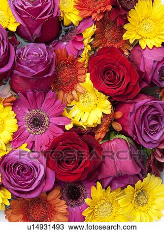 Flowers tightly packed together View Large Photo Image Stock Image - Flowers tightly packed together. Fotosearch