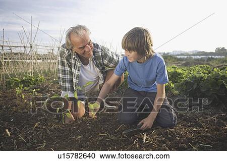 Grandfather and grandson planting View Large Photo Image Stock Image - Grandfather and grandson planting. Fotosearch