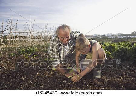 Grandfather and grandson planting View Large Photo Image Stock Image - Grandfather and grandson planting. Fotosearch