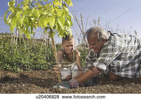 Grandfather and grandson planting tree View Large Photo Image Stock Photo - Grandfather and grandson planting tree. Fotosearch