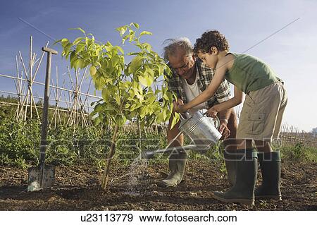 Grandfather and grandson planting tree View Large Photo Image Stock Photo - Grandfather and grandson planting tree. Fotosearch