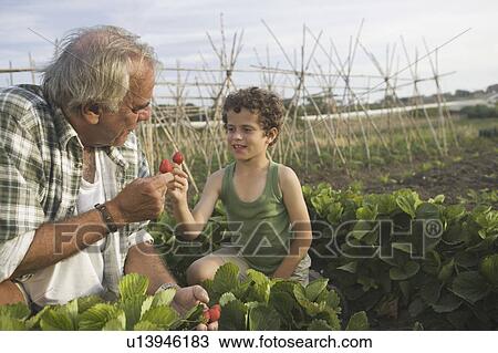 Grandfather and grandson with strawberry View Large Photo Image Stock Image - Grandfather and grandson with strawberry. Fotosearch