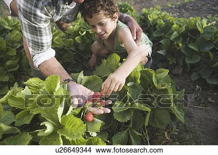 Grandson picking strawberries View Large Photo Image Picture - Grandson picking strawberries. Fotosearch