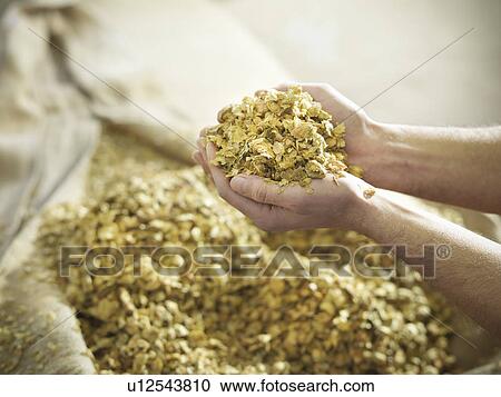 Stock Image - Hands holding hops in brewery. Fotosearch