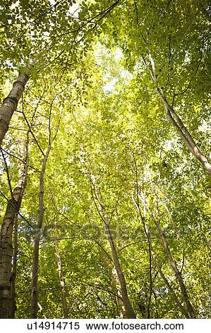 Low angle view of trees in forest View Large Photo Image Stock Photography - Low angle view of trees in forest. Fotosearch