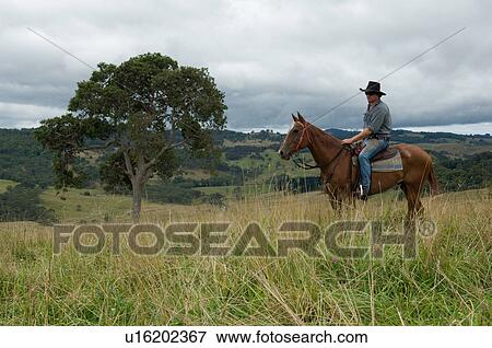 Stock Photo - Male rider on horseback in Australia. Fotosearch