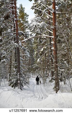 Stock Image - Man cross-country skiing with dog. Fotosearch