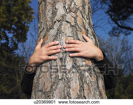 Man hugging a tree View Large Photo Image Stock Image - Man hugging a tree. Fotosearch